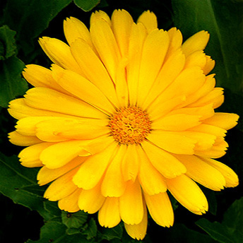 Yellow Daisy by Jessika