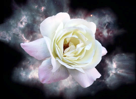Stellar Rose: Photograph by Jessika