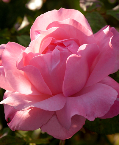 Pink Rose: Photo Jessika
