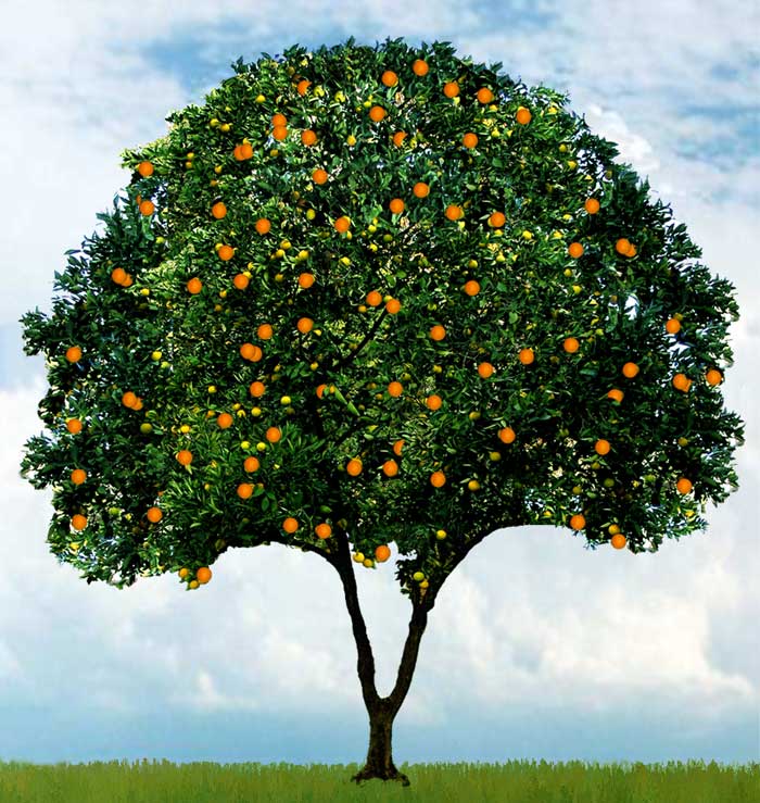 Orange Tree: by Jessika