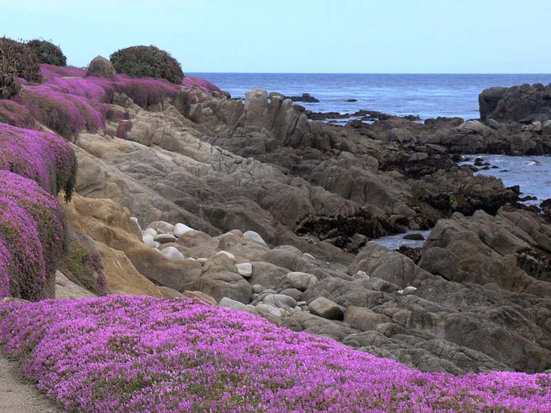 purple_cliffs